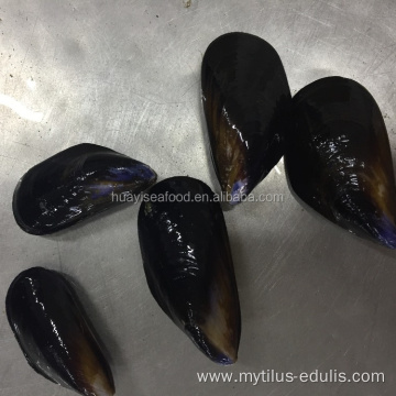 frozen boiled whole mussels price seafood mussels